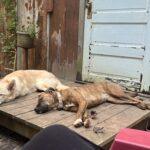 Dogs on tiny house porch.