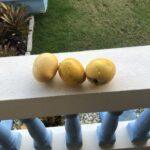 Mangoes, Puerto Rico.